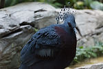 Victoria Crowned Pigeon