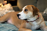Riley