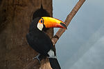 Toco Toucan