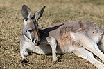 Red Kangaroo