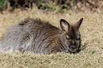 Red-Necked Wallaby