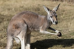 Red Kangaroo