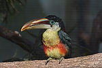 Curl Crested Aracari