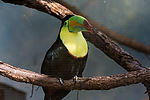 Keel-Billed Toucan