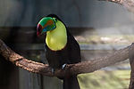 Keel-Billed Toucan