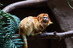 Golden Lion Tamarin