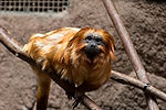Golden Lion Tamarin