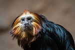 Golden-Headed Lion Tamarin
