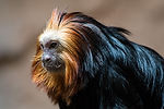 Golden-Headed Lion Tamarin