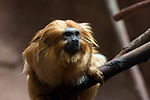 Golden Lion Tamarin