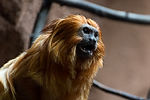 Golden Lion Tamarin