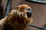 Golden Lion Tamarin