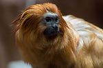 Golden-Headed Lion Tamarin