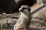 Meerkat