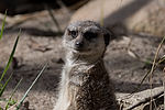 Meerkat