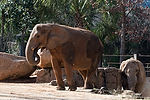 African Elephants