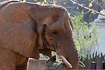 African Elephant
