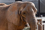 African Elephant