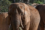 African Elephant