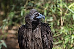 Cinereous Vulture