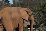 African Elephant