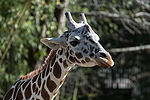 Reticulated Giraffe