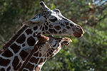 Reticulated Giraffes