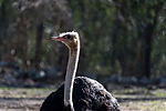Ostrich
