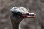 Ostrich