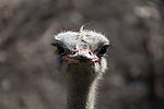 Ostrich
