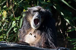 Siamang