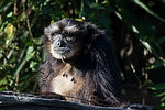 Siamangs