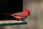 Male Cardinal