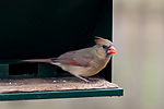 Female Cardinal