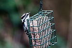 Downy Woodpecker