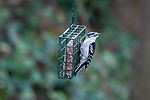 Downy Woodpecker