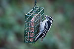 Downy Woodpecker
