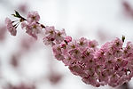Cherry Blossoms