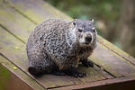 Groundhog