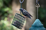 Starling