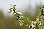 Crabapple