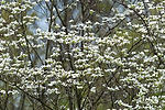 Dogwood