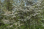 Crabapple and Dogwood
