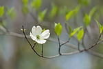 Dogwood