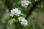 Crabapple