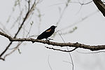 Red-Winged Blackbird