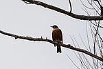 Robin