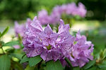 Rhododendrons