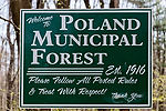Poland Municipal Forest