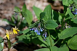 Trout Lilies & Virginia Bluebells
